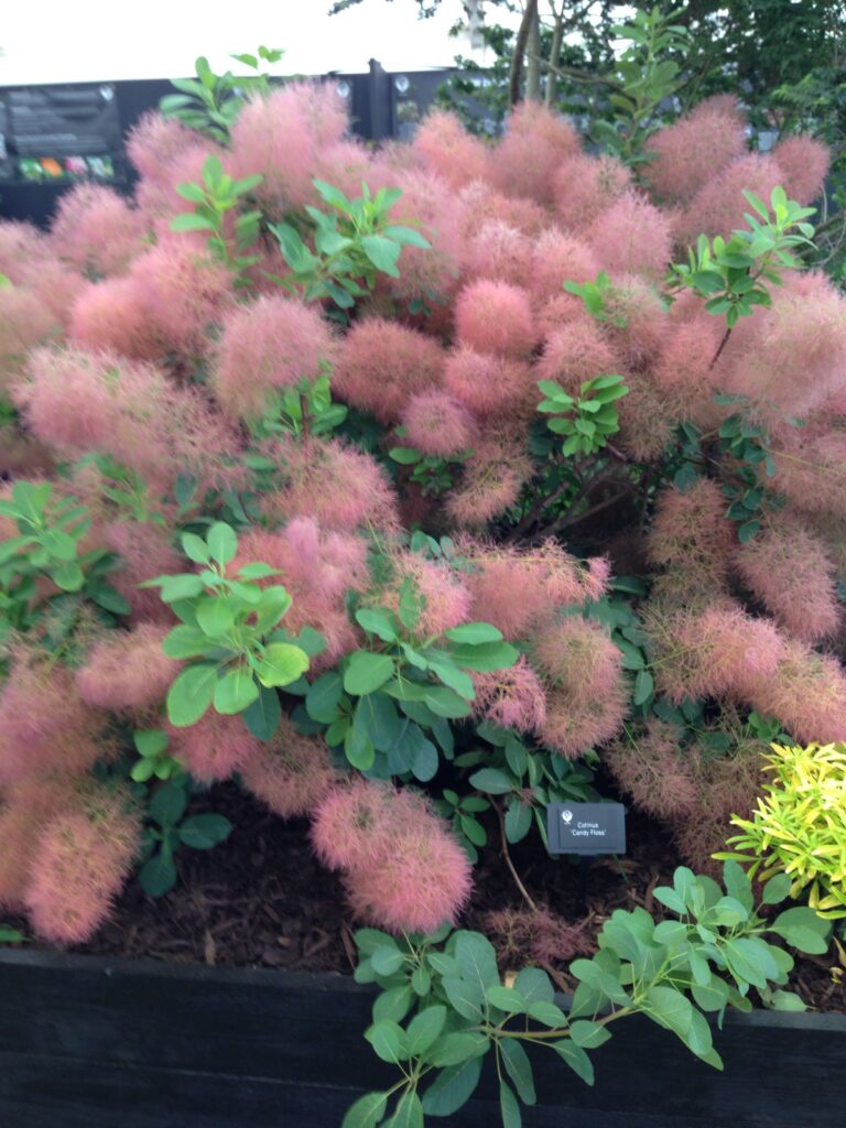 Cotinus 'Candy Floss' - Dimno Drvo