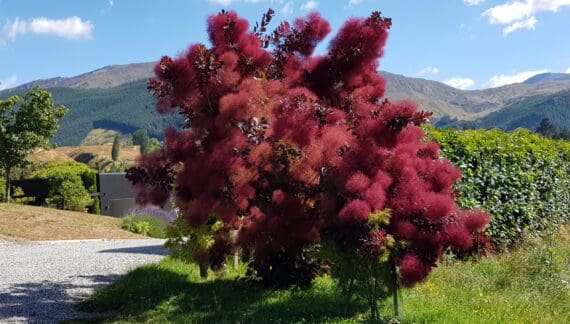 Cotonus coggygria - Dimno Drvo