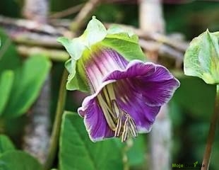 Cobaea scandens