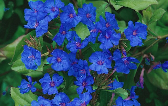 Kako uzgajati Plumbago - image  on https://mojedvoriste.in.rs