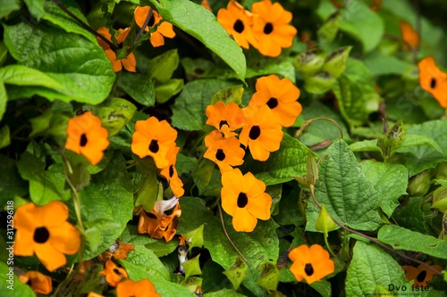 Višegodišnje penjačice: Crnooka Suzana (Thunbergia alata)