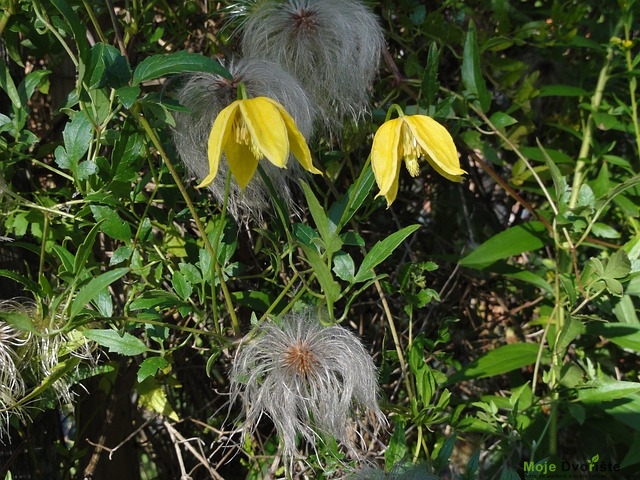 C. tangutica