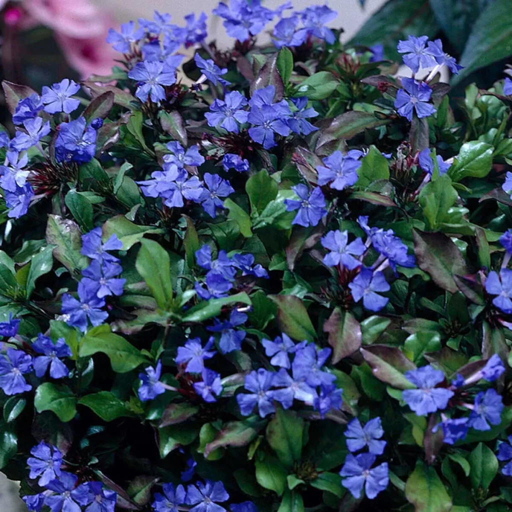 Ceratostigma plumbaginoides