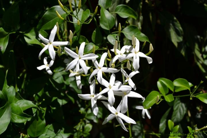 Jasmin