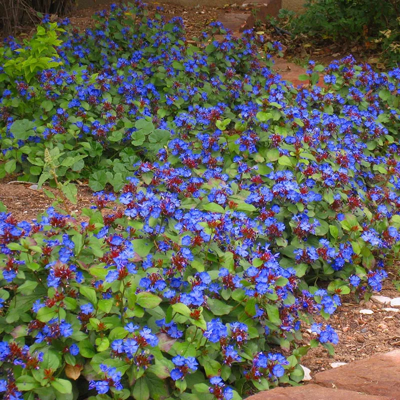 Kako razmnožavati i uzgajati Plumbago