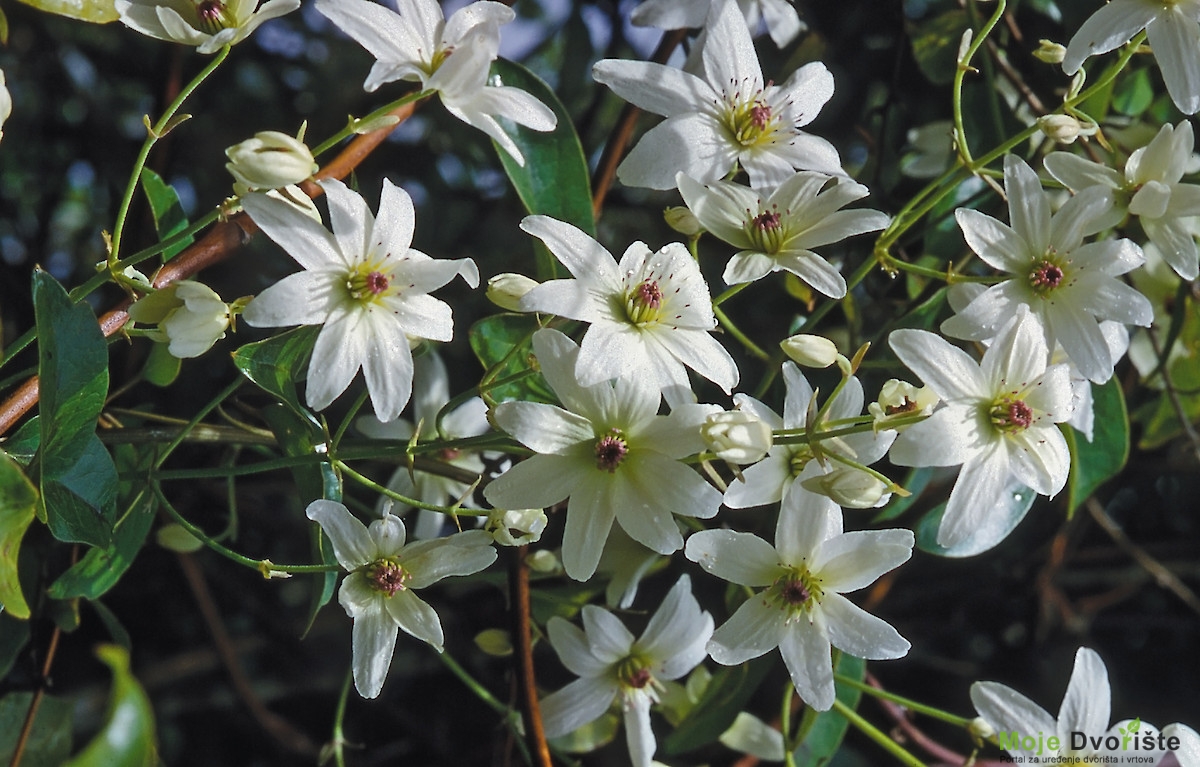 Clematis paniculata