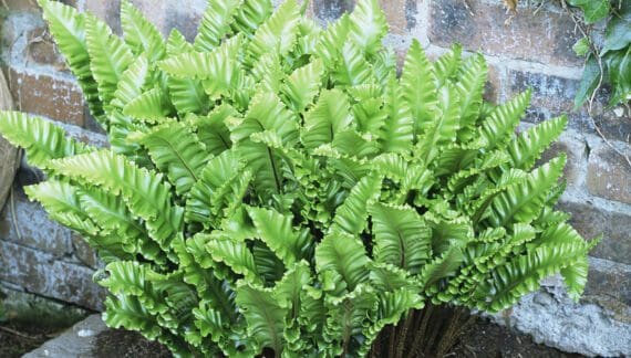 Papreat asplenium scolopendrium