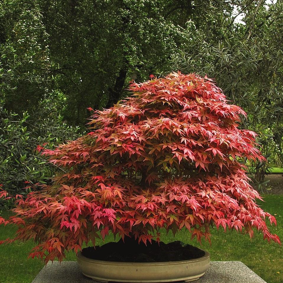 Acer palmatum 'Mikawa yatsubusa'