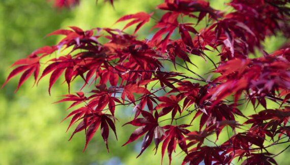 Japanski javor (Acer palmatum)