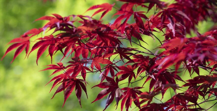 Japanski javor (Acer palmatum)