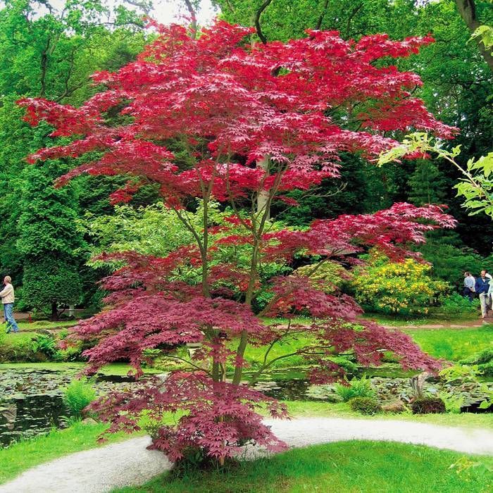 Acer palmatum - japanski javor