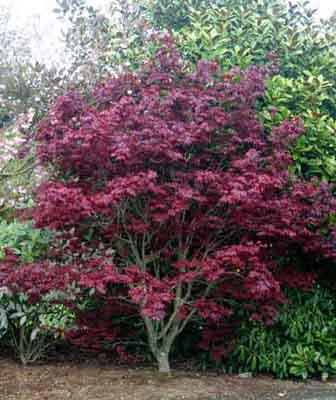  Acer palmatum 'Beni-otake'