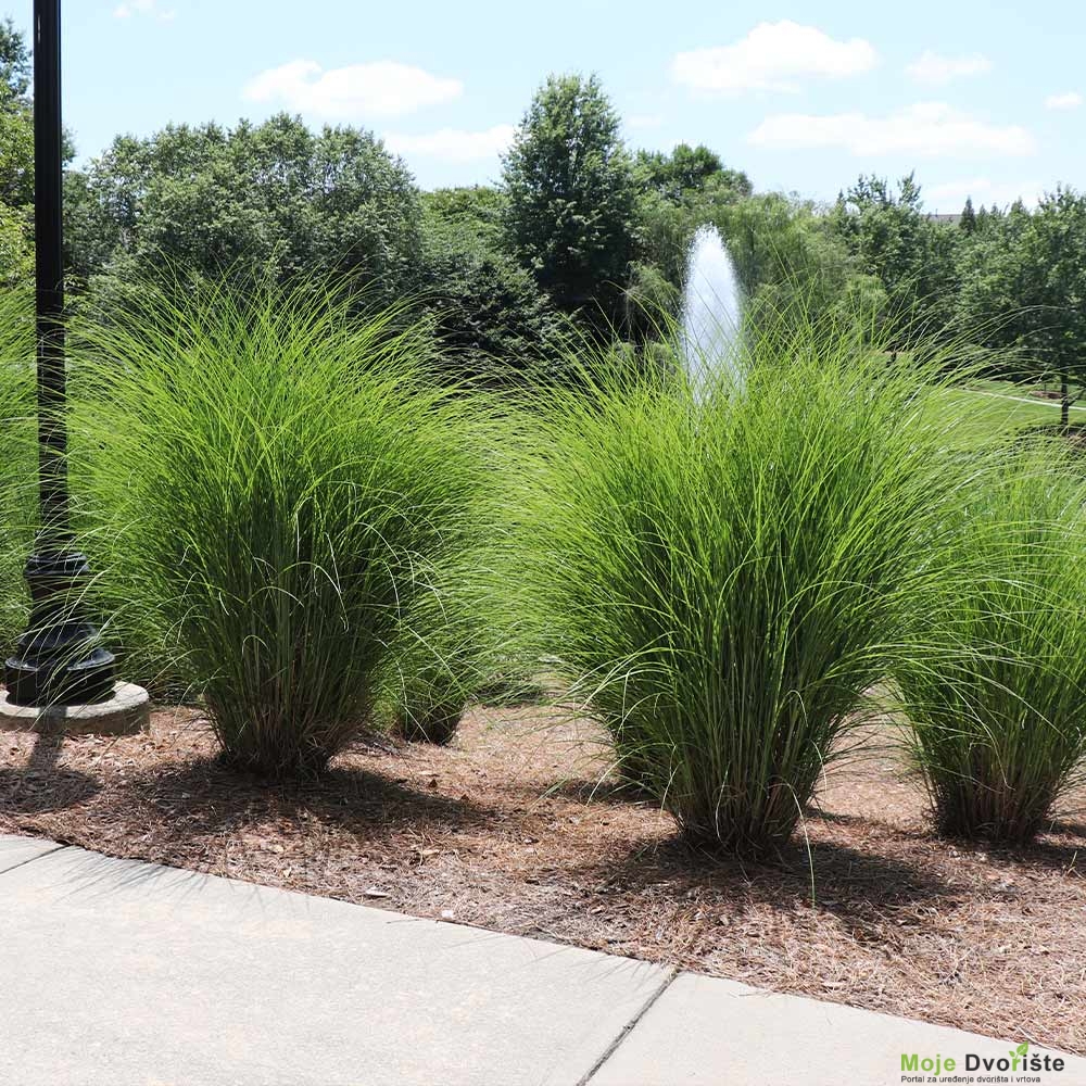 Miscanthus Gracillimus | Moje Dvorište Kineski šaš - Miscanthus Gracillimus | Moje Dvorište