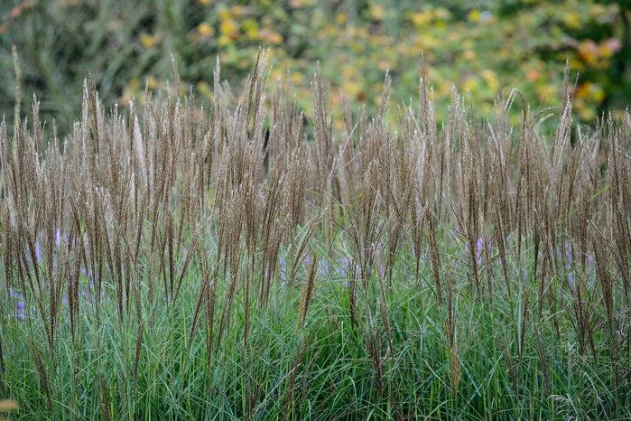 Kako uzgajati miscanthus – Miscanthus sinensis 'Kleine Silberspinne'