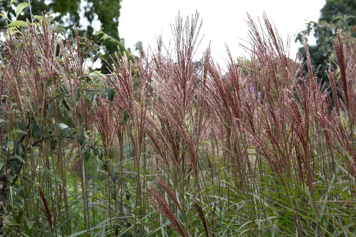 Kako uzgajati miscanthus – Miscanthus 'Dronning Ingrid'