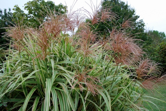 Miscanthus sinensis var. condensatus 'Cosmopolitan'