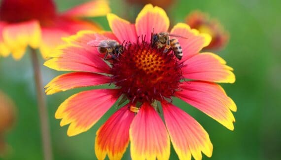 Gaillardia