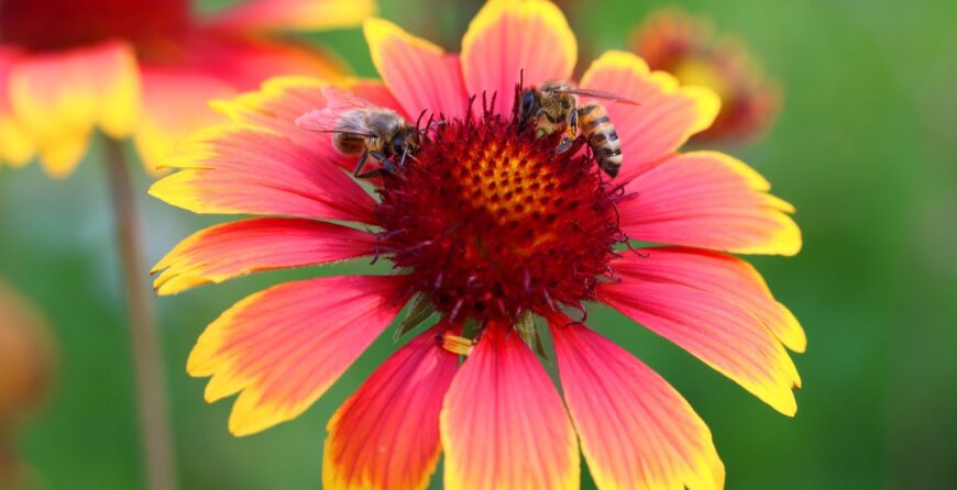 Gaillardia