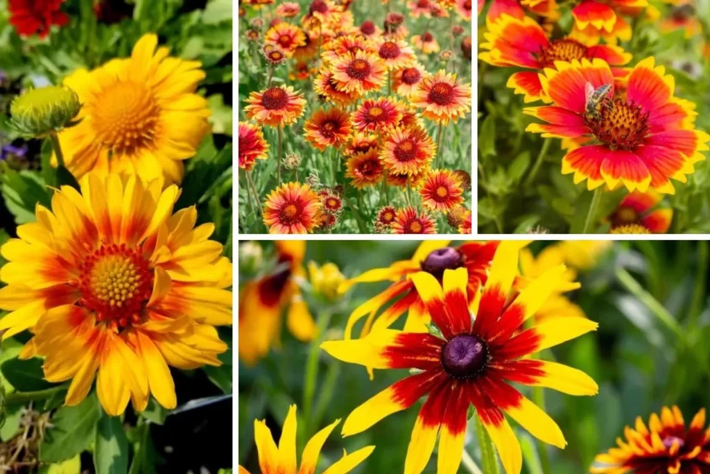 gaillardia