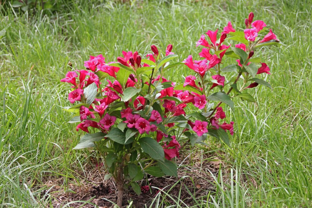 Weigela