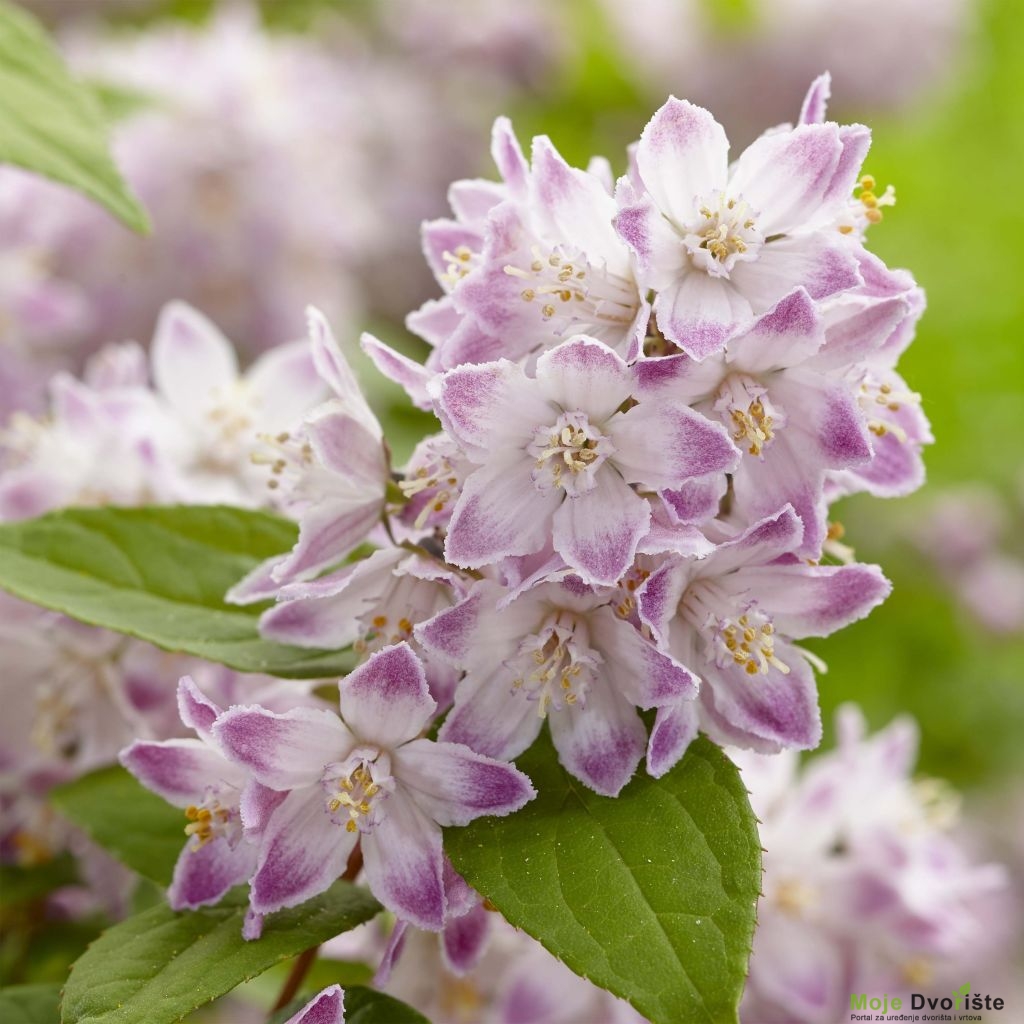 Deutzia 'Raspberri Sundae'