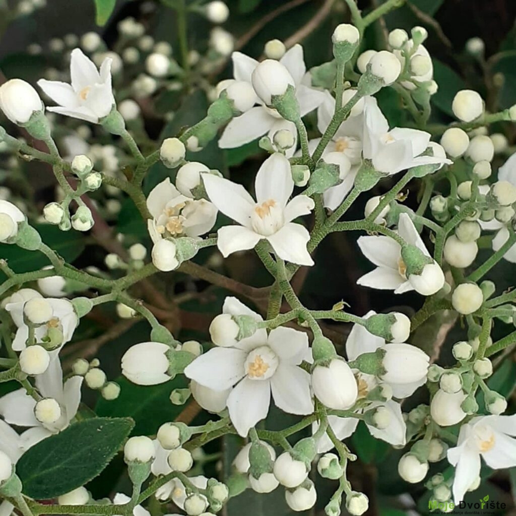 Deutzia 'Raspberri Sundae'