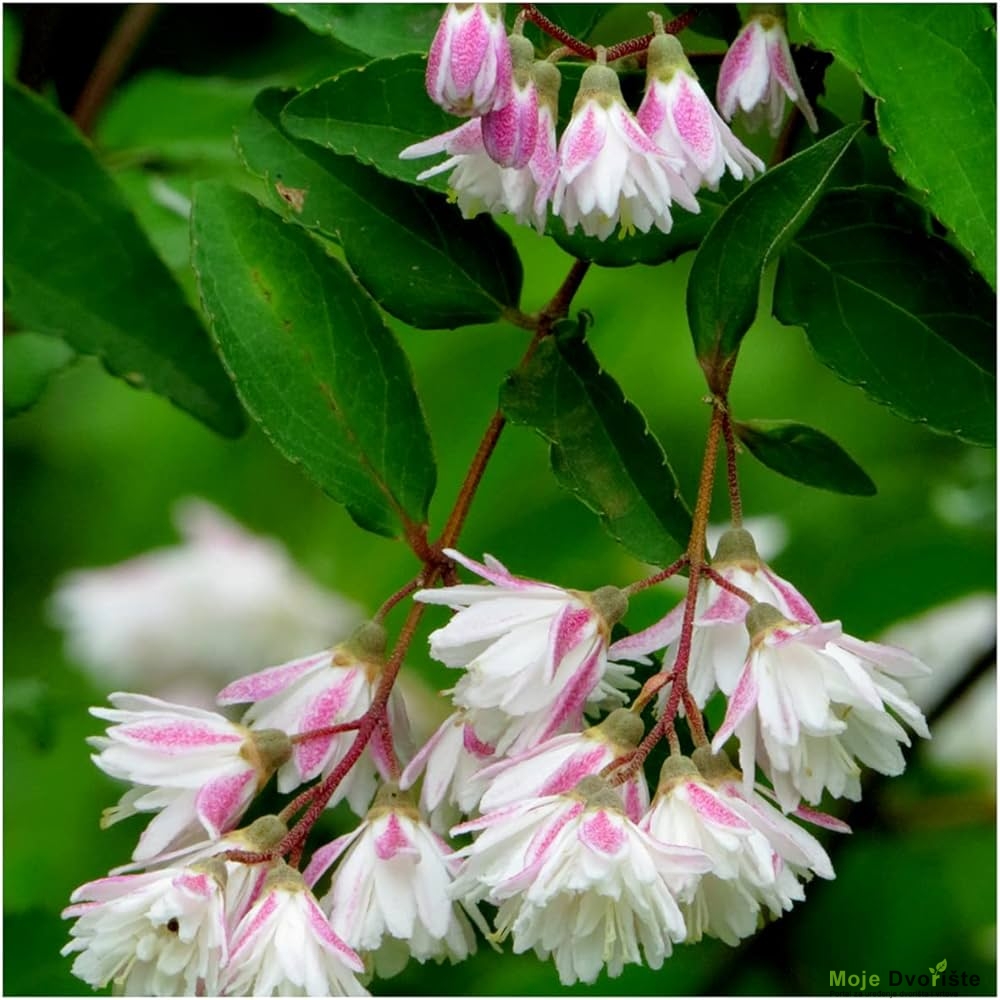 Deutzia scabra