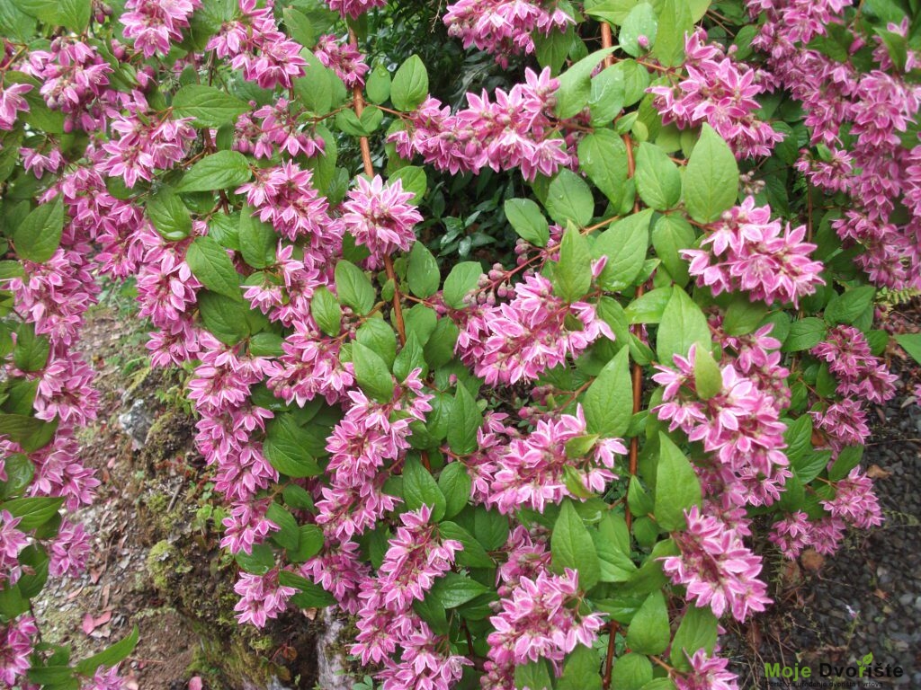 Deutzia x hybrida 'Magicien'