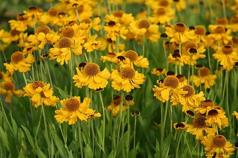 Helenium 'Bishop'