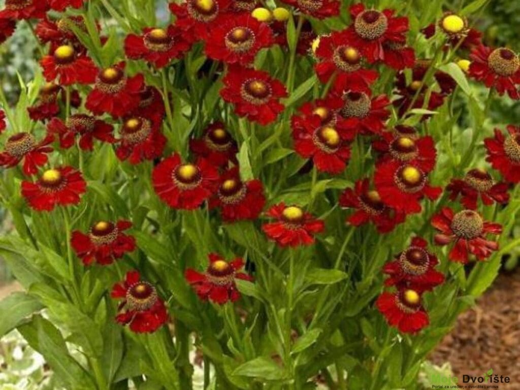 Helenium 'Ruby'