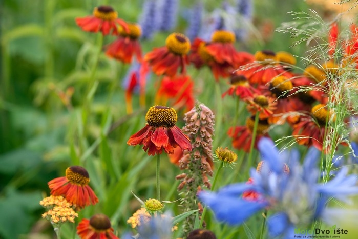 Helenium 'Moerheim Beauti'