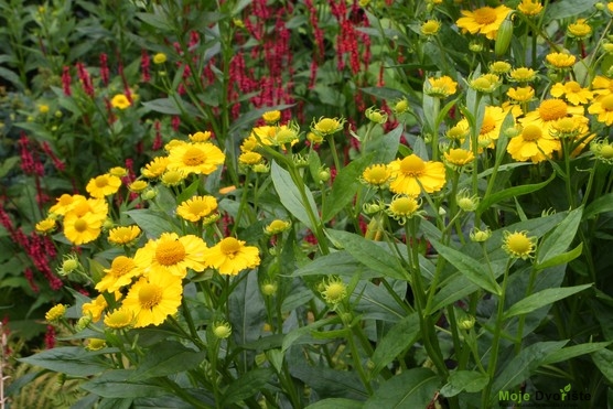 Helenium 'Butterpat' 