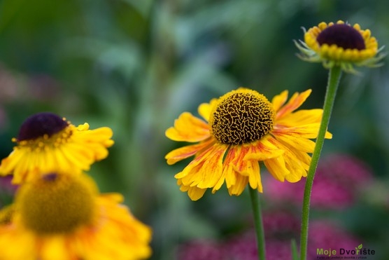 Helenium 'Vindlei'