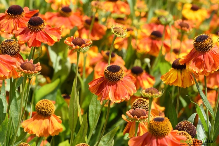 Helenium 'Valtraut'