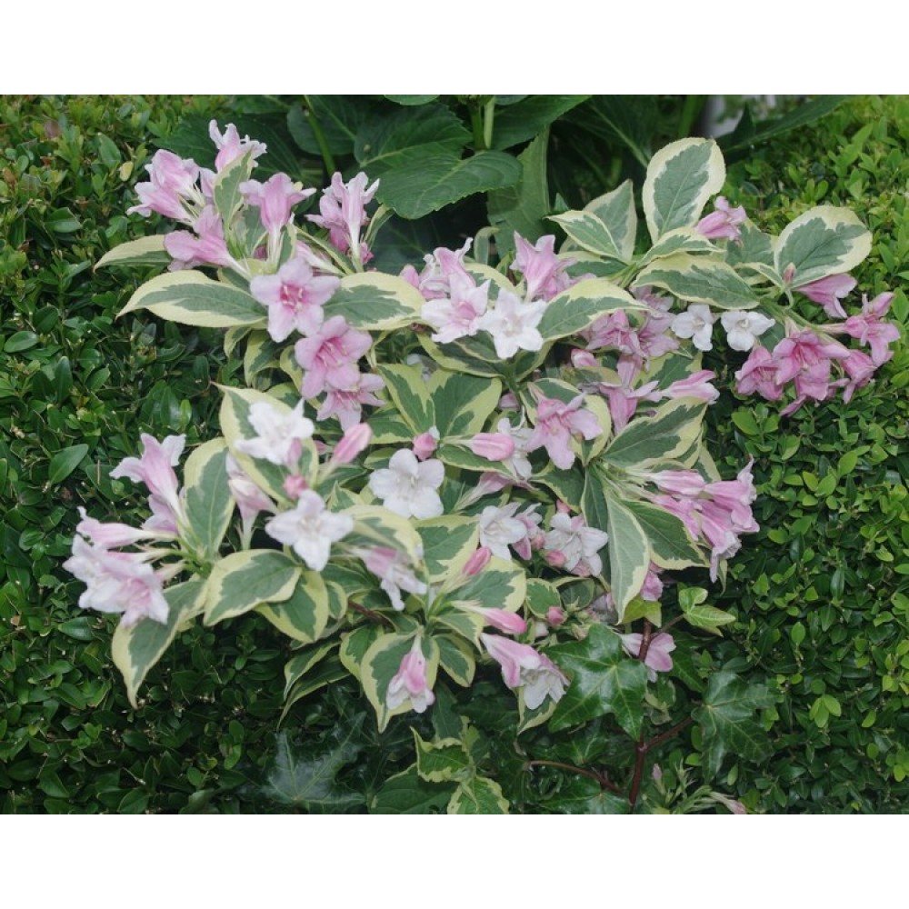 WEIGELA ‘WHITE LIGHTNING’