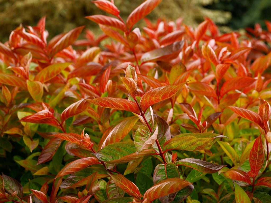 WEIGELA ‘WINGS OF FIRE’