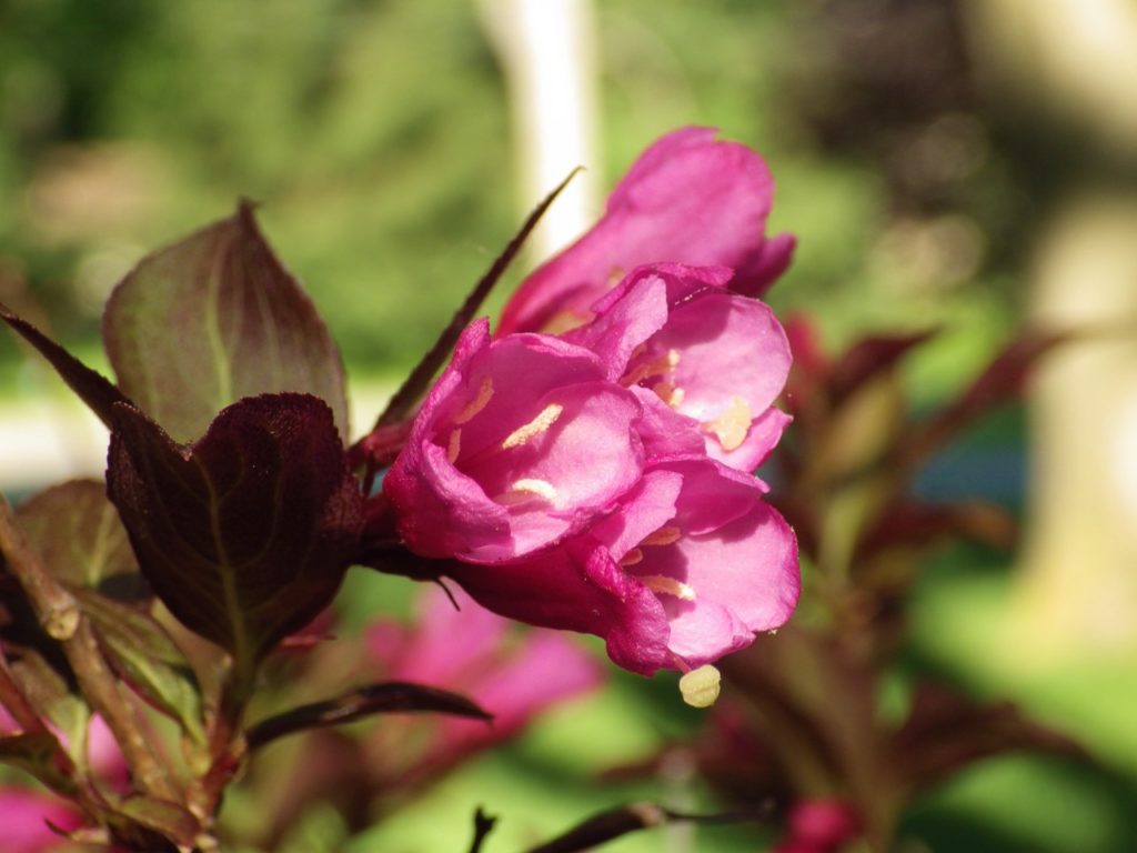 WEIGELA ‘MINOR BLACK’