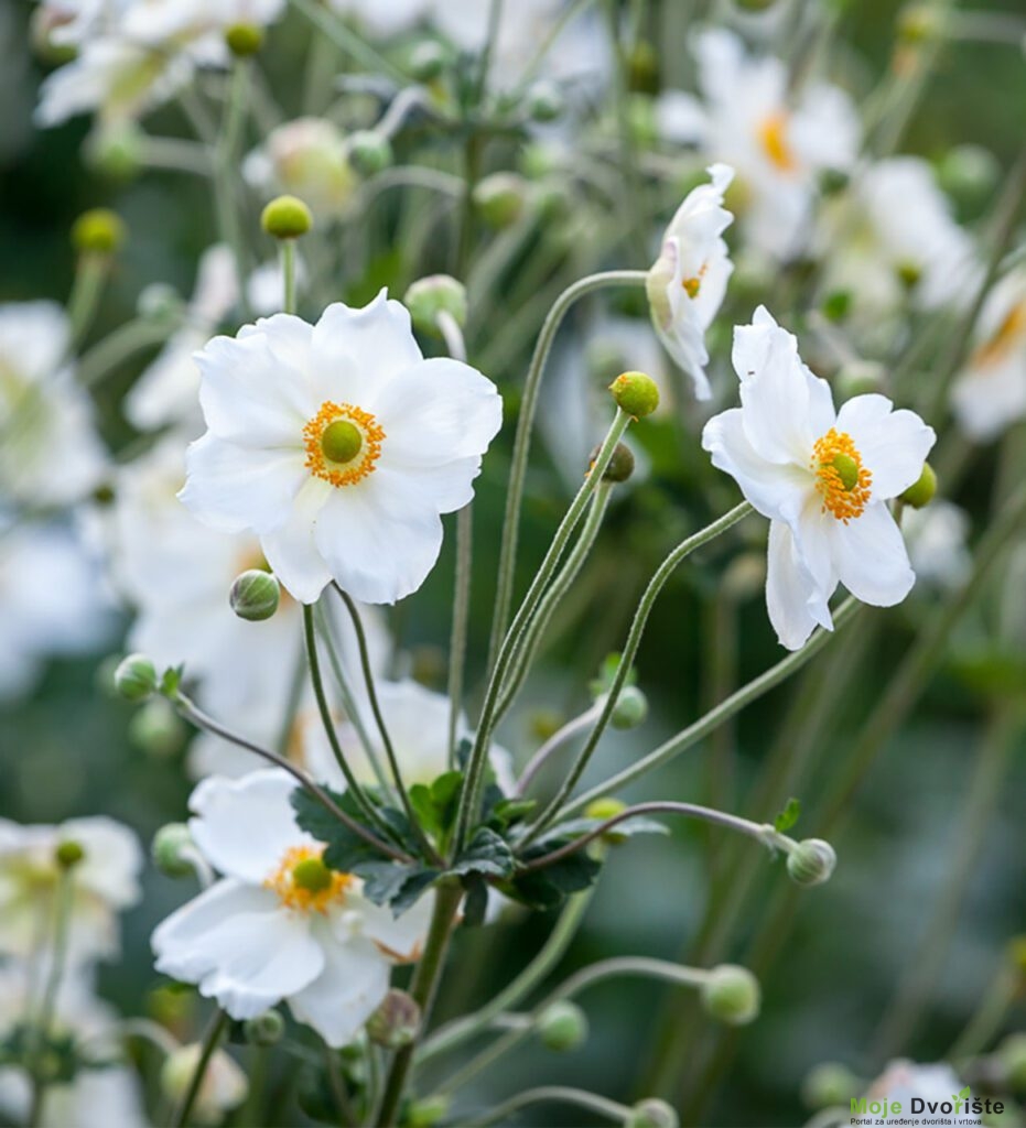 Anemone k hibrida 'Honorine Jobert'