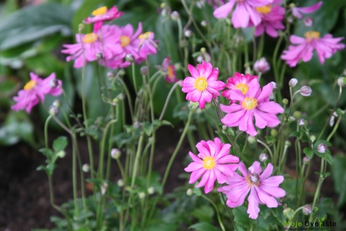 Anemone hupehensis 'Splendens'