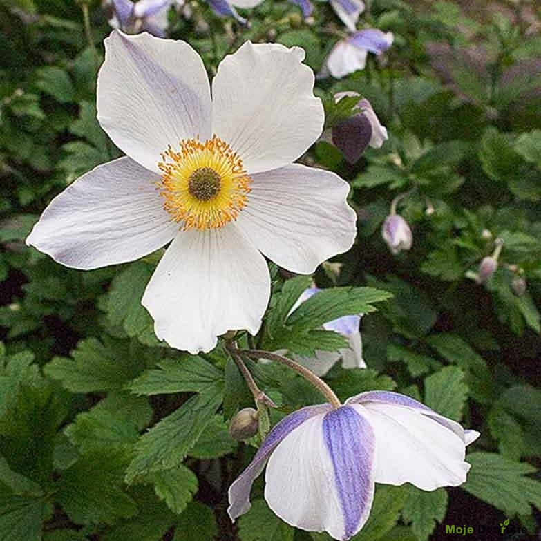 Anemone rupicola 'Vild Svan'