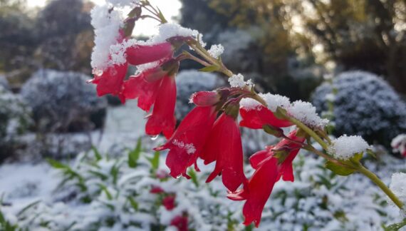 Baštenski radovi u decembru