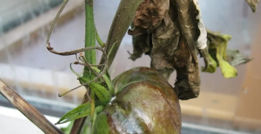 tomato-blight-fruit-leaf-and-stem | Moje Dvorište | Moje Dvorište