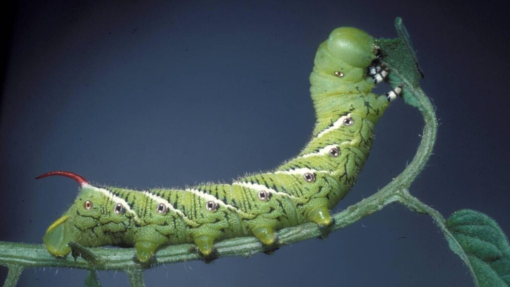 Gusenica (Manduca quinquemaculata)