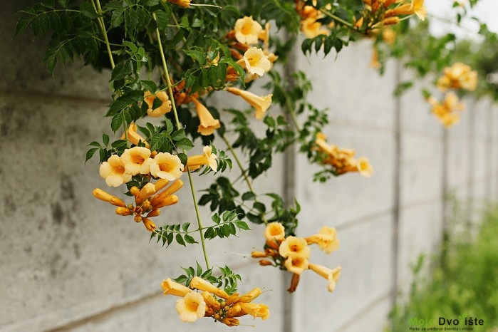 Tekom - Campsis radicans f. flava u cvetu