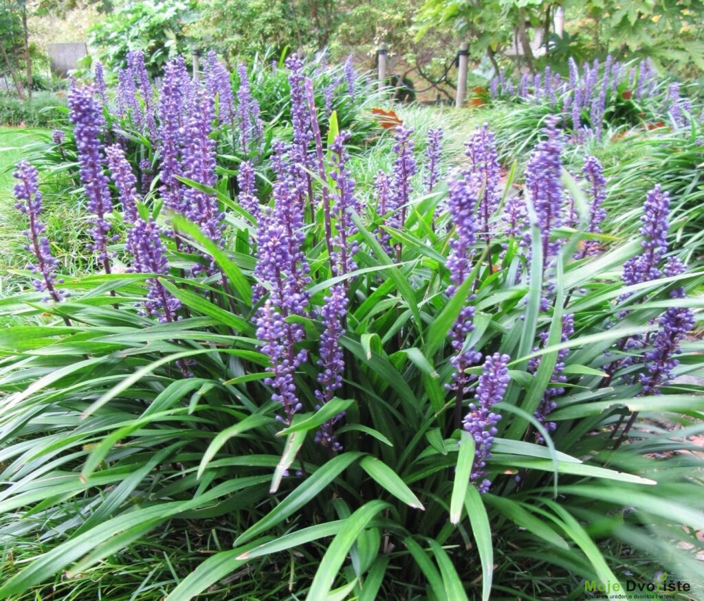 Ukrasne trave - Liriope Muscari