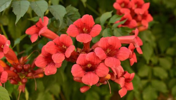 Kako uzgajati Tekomu (Campsis radicans)