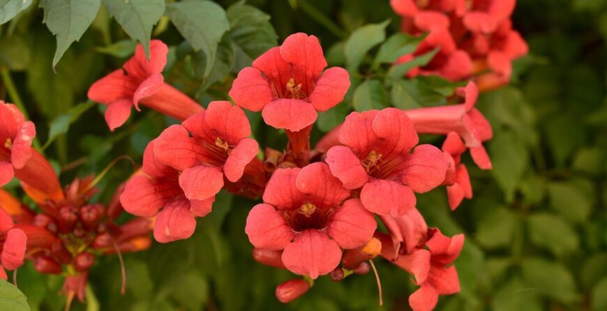 Kako uzgajati Tekomu (Campsis radicans)