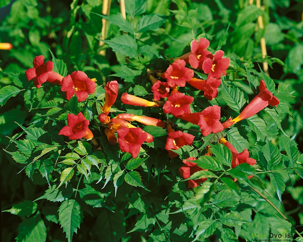 Campsis radicans ´Flamenco´ , Trubač kořenující , Křivouš, 80 cm, C2