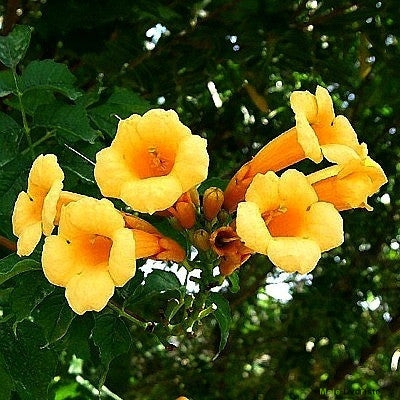 Campsis radicans flava - Golden Trumpet Vine – Smart Seeds Emporium