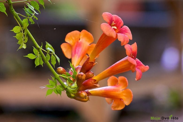 Campsis radicans (Trumpet Vine)